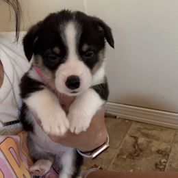 Pembroke Welsh Corgi Puppies from Courtlyn's Corgis