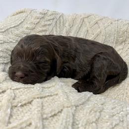 Helene - Chocolate female Goldendoodle puppy in Calhoun, Georgia from FamilyLoved Doodles