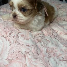 Goldie - Red and white female Shih Tzu puppy in Coolidge, Arizona from Shih Tzu’s  ‘N’ Love