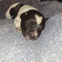 Cooper - Parti male Miniature Schnauzer puppy in Crestview, Florida from Dees Schnauzers