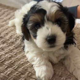 Peanut - Tri-color male Yorkipoo puppy in Collier County, Florida from Star Catcher Pups