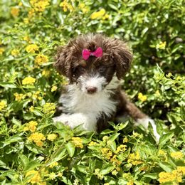 Ruby - Brown and white female Aussiedoodle puppy in Eastman, Georgia from Dood B Ranch