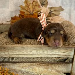 Truffle (Rose) - Chocolate and cream female Dachshund puppy in Cherry Valley, California from Sugar and Spice Dachshunds