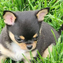 LARC - Black and tan male Chihuahua puppy in Tremonten, Utah from Qu-Te's Chihuahuas