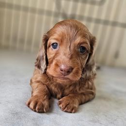 Chocolate Based Red Boy - Dapple male Dachshund puppy in Woodland, Washington from SJs Dachshunds