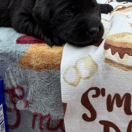 Pink - Black female Labrador Retriever puppy in Heath Springs, South Carolina from Rich Hill Retrievers