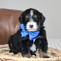 Donner -TRI COLOR - Tri-color male Bernedoodle puppy in Apple Creek, Ohio from Arlene Hershberger