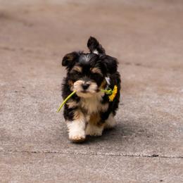 Shih Tzu Puppies from Nelly Kolomiyets