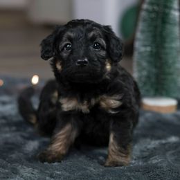 Noel - Black phantom female Aussiedoodle puppy in Casa, Arkansas from Blue Diamond Puppies