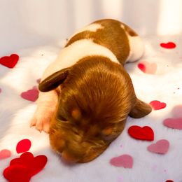 Dachshund Puppies from Mendez’s Dachshunds