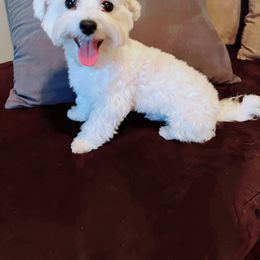 Maltese, Maltipoo, and Poodle Puppies from Healing Pawz LLC