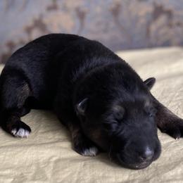 Yellow collar girl - Black and red female German Shepherd puppy in Coleta, Illinois from Four Leaf Farm- Vom Vierblättriges Bauernhof