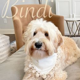 Australian Labradoodle All Grown Up from Crikey Australian Labradoodles