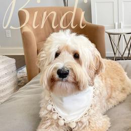 Australian Labradoodle All Grown Up from Crikey Australian Labradoodles