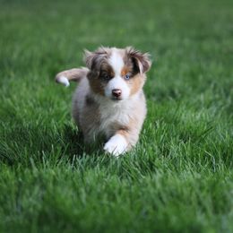 Miniature American Shepherd, Miniature Australian Shepherd, and Toy Australian Shepherd Puppies from Iron Spirit Homestead & Aussies