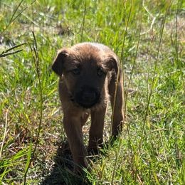 Dark Green - Red male Irish Terrier puppy in Broadway, North Carolina from Detmore Kennels