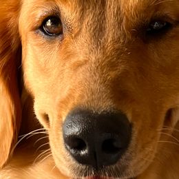 Chloe - Golden Retriever