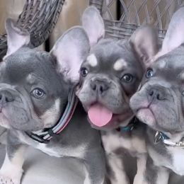 French Bulldogs from Gorgeous French Bulldogs