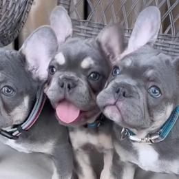 French Bulldogs from Gorgeous French Bulldogs
