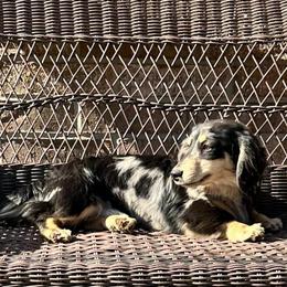 Riggs - Dachshund
