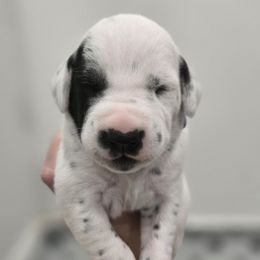 Purple Collar Girl - White and black female Dalmatian puppy in Centereach, New York from LINY Dalmatians