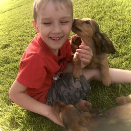 Dachshund Puppies from Hidden Haven Dachshunds