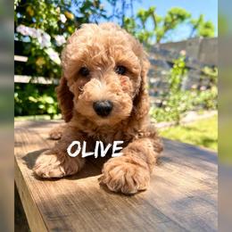 Olive - Apricot female Goldendoodle puppy in Glendale, Arizona from Follow Your Bliss Doodles