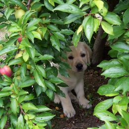 Labrador Retriever Puppies from Cecilie Drege