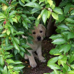 Labrador Retriever Puppies from Cecilie Drege