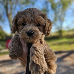 Shadow - Red  female Goldendoodle puppy in Forest, Ohio from Mini Doodle Buddies