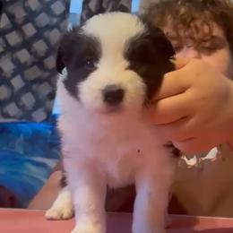 Firefly - Black male Border Collie puppy in Concord, Vermont from White Rabbit Border Collies