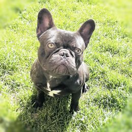 Apollo - French Bulldog