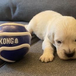Mr Blue - 4 days old - Golden Retriever puppy from Golden State Goldens