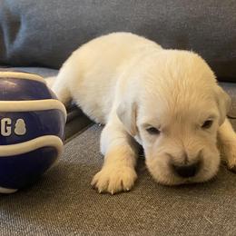 Mr Blue - 4 days old - Golden Retriever puppy from Golden State Goldens