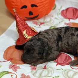 Merle girl - Merle female Labradoodle puppy in Colonial Beach, Virginia from Bristol Mine Kennels