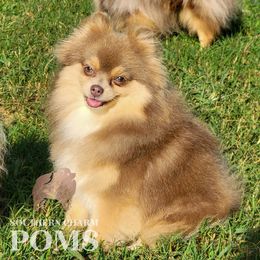 Aeris - Pomeranian