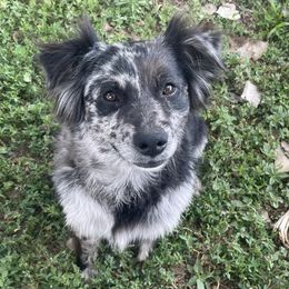 American Corgis and Miniature American Shepherds from Puppies by Alies