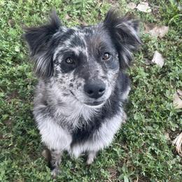 American Corgis and Miniature American Shepherds from Puppies by Alies