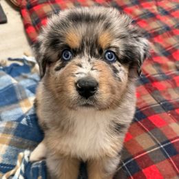 Harmony - Blue merle female Australian Shepherd puppy in East Hartford, Connecticut from CT Aussies