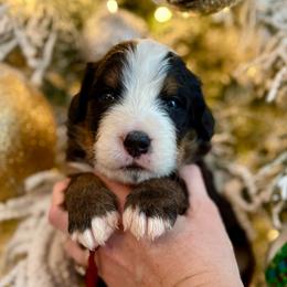 Maroon collar - Black rust and white male Bernese Mountain Dog puppy in Altura, Minnesota from Bluffside Berners