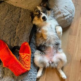 Miniature Australian Shepherd and Toy Australian Shepherd All Grown Up from Donna's Toy & Mini Aussies