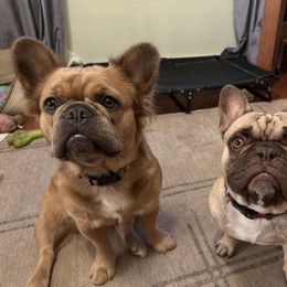 French Bulldogs from Dirty Paws Breeding