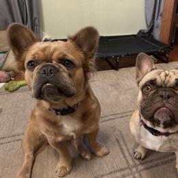 French Bulldogs from Dirty Paws Breeding