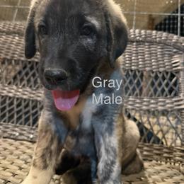 Gray Male - Brindle male Anatolian Shepherd Dog puppy in Kemp, Texas from Lively Acres Anatolians