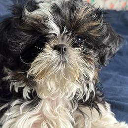 Charlie Brown - Black gold and white male Shih Tzu puppy in Center Point, Iowa from Puppies in a Box Shih tzus