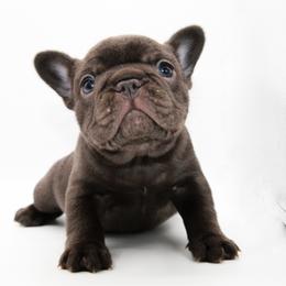 Peaches - Liver female French Bulldog puppy in Star City, Arkansas from T4 Farms