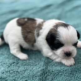 Girl 1 - Tricolor Shih Tzu puppy in Mobile, Alabama from FluffyTail Shih Tzu