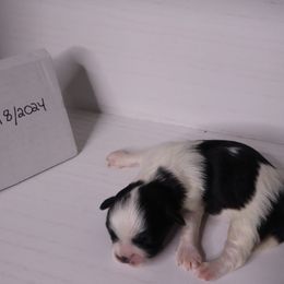 Companion Cross Puppies from Puppies Full of Love