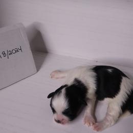 Companion Cross Puppies from Puppies Full of Love