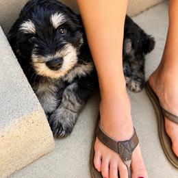 Nala (Purple) - female Golden Mountain Doodle puppy in Boiling Springs, South Carolina from OlliePups, LLC
